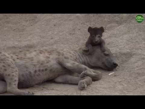 Moment of the Week: Naming one of the Djuma hyena clan’s newest members