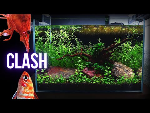 THIS happened when I added SHRIMP to SCARLET BADIS aquarium | EP4 NANO FISH AQUARIUM