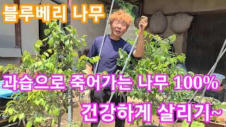 과습으로 100% 죽을나무 건강하게 살리기~블루베리 키우기,재배방법,가지치기 전지 전정 분갈이