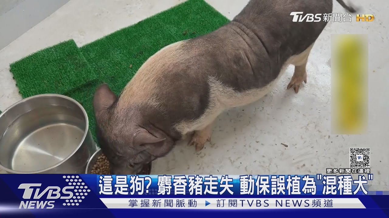 犬隻認養公告赫見麝香豬萌照!動保所認誤植 揭「牠」悲慘遭遇