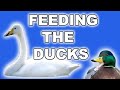 Feeding The Ducks Geese And Swans At Wild Ireland