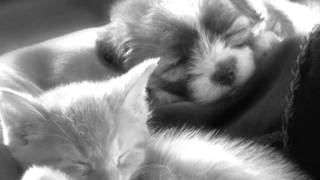 Groovy kind of Love....Phil Collins....with Lyrics