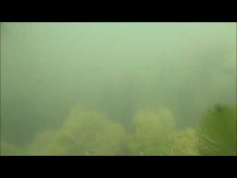 In the canal at my place. Schoten Belgium.