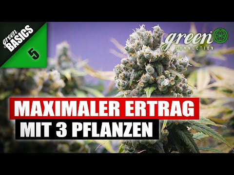 How I can significantly increase my harvest with 3 plants | GreenBasic 5 | Q&A | GreenConnection