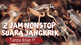 Download lagu 2 JAM NONSTOP SUARA JANGKRIK PENGUSIR TIKUS #suarajangkrik #jangkrik #pengusirtikus mp3