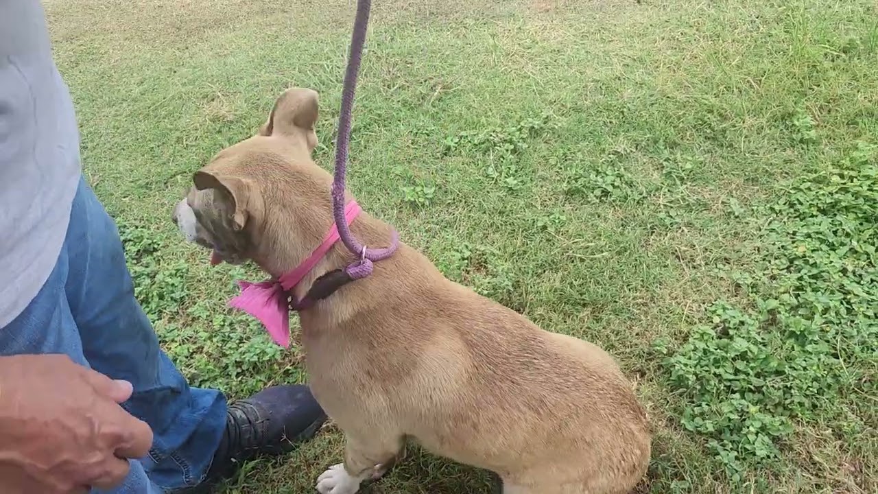 Enlarge QT, a Adoptable mixed breed in Bandera, TX video 4/4