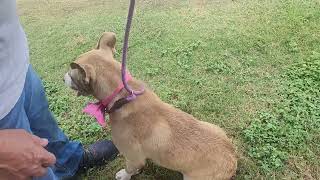 Video preview image #1 Labrador Retriever Puppy For Sale in Bandera, TX, USA
