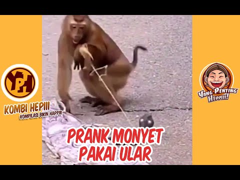 kombi-heppiii-prank-monyet-pakai-ular-mainan