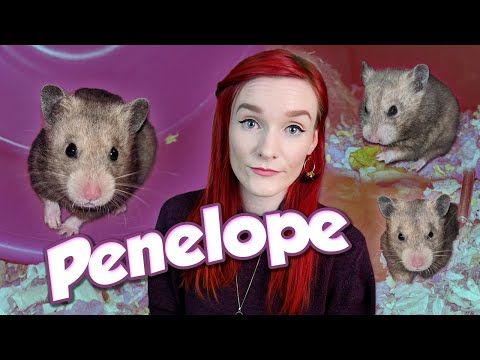 YouTube video about: Can hamsters eat guinea pig food?
