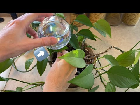 Self Watering Globes for Plants Review