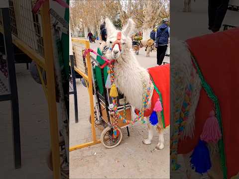 En la Plaza de Villa de Soto, Córdoba, Argentina.#villadesoto