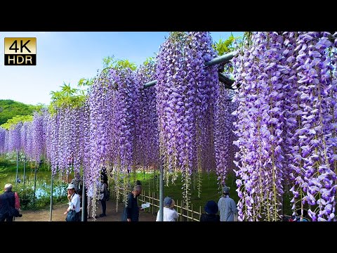 Blue Sky and Full Bloom Wisteria.青空と満開の藤 Ashikaga Flower Park 2024. #4khdr