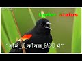 Bole Jo Koyal Bago Me Lyrics Status 30 Second Status WhatsApp Status Video By H E Creation