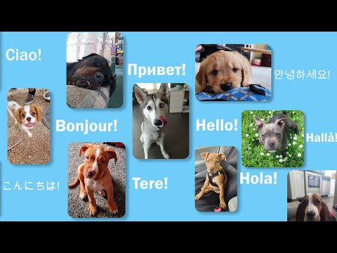 Pocket Puppy School Video