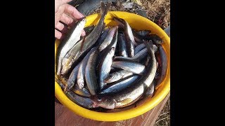 Форум рыбалка в де кастри