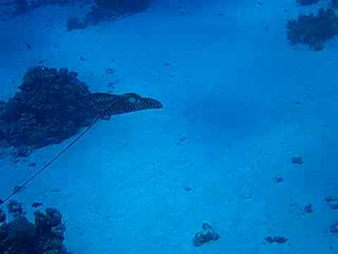 Hurghada, Tauchspot: Carlos Corner left bei Abu Ramada, Hurghada - allgemein,Ägypten