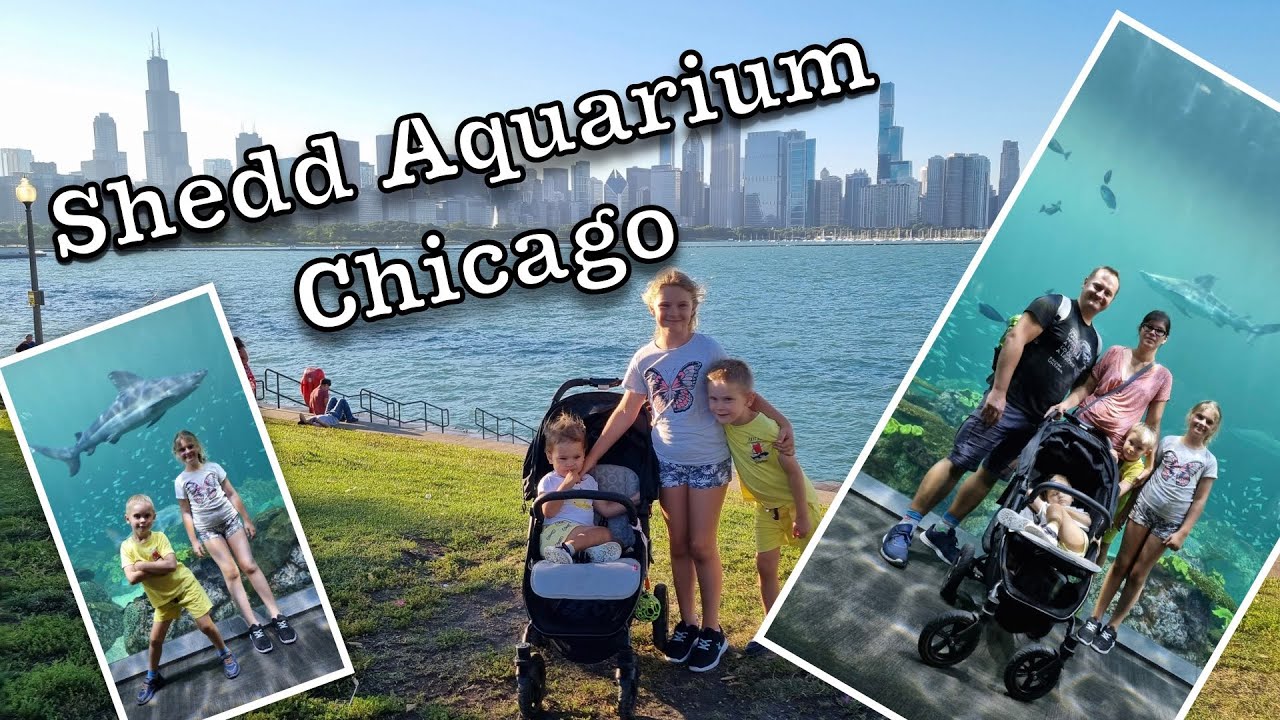 Oglądamy REKINY i WIELORYBY - Shedd Aquarium Chica...