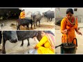Buffalo Milking Vlog Evening Village Vlog Village Lifestyle Of Punjab Indian Rural Life