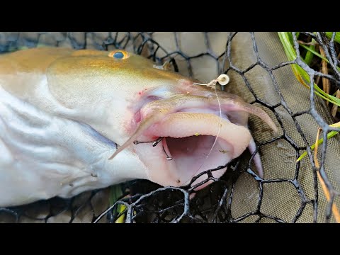 This Fish Was FULL Of HOOKS! (River Barbel)