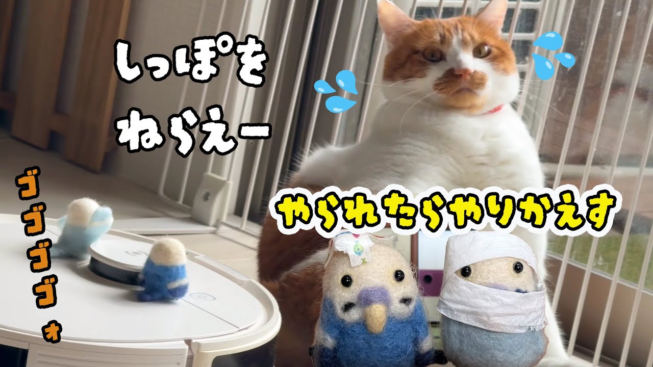 【ことり天国】ポコ兄そらっち、はっさくにリベンジするの巻