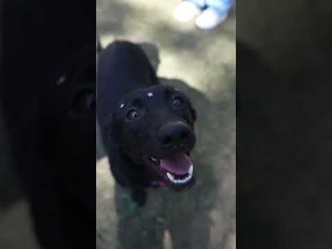 Vídeo de Docinho