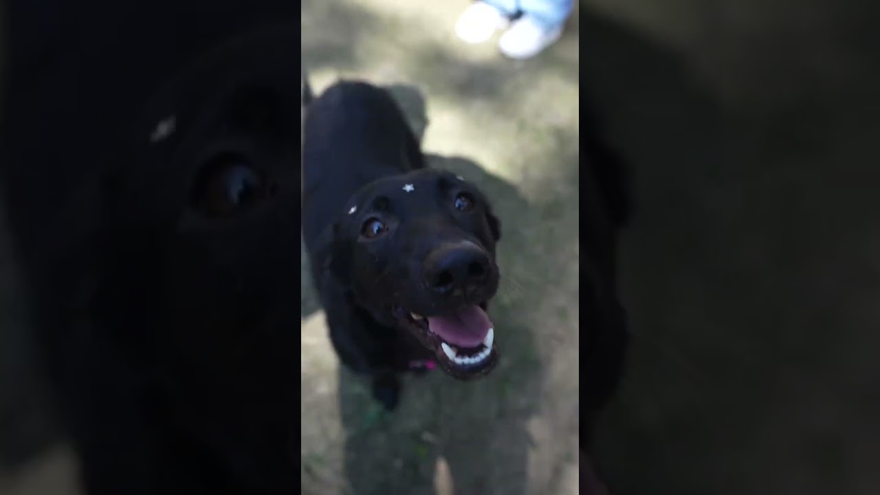 Cachorro raça SRD-ViraLata idade 2 anos nome Docinho