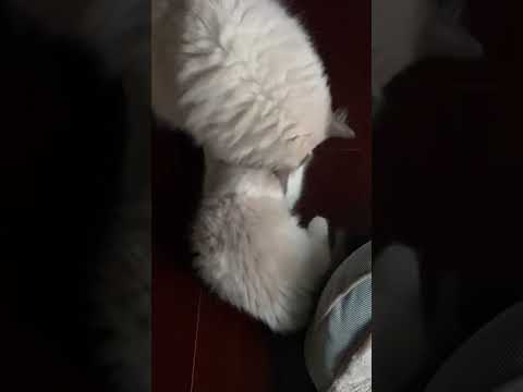 CAT LICKING KITTEN SHOWING AFFECTION MAKING CATS PURRFECTLY CLEAN//ghureashi