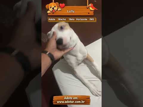 Vídeo de Luffy