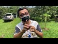 马来西亚南部新山Kangka Pulai分享，用比较正确的方法处理榴莲，才不容易被传染疾病！！☎+60137777725