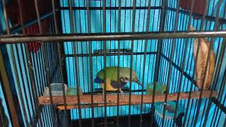 Download lagu masteran cucak cungkok Vs pelatuk bawang mp3 Download lagu masteran cucak cungkok Vs pelatuk bawang mp3