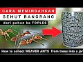Cara Memindahkan Semut Rangrang Dari Alam Ke Toples