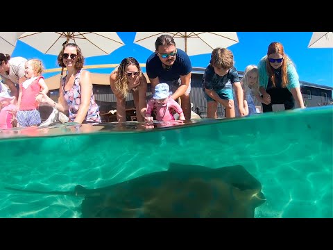 Irukandji Shark & Ray Encounters