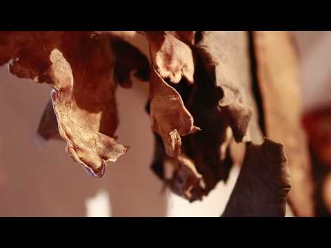 ALEXANDRU ILINCA - Mestesugar Fest