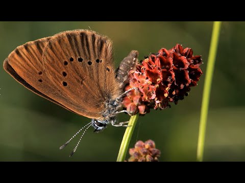 Der Dunkler Wiesenknopf Ameisenbläuling im Rottal Inn
