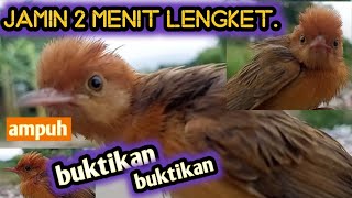 Download lagu suara pikat cici padi paling ampuh.buktikan langsung..!!! mp3 Download lagu suara pikat cici padi paling ampuh.buktikan langsung..!!! mp3