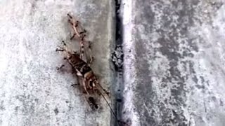 Go with the Ants Collect Your Food in Time