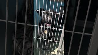 Video preview image #1 Labrador Retriever-Unknown Mix Puppy For Sale in Pasadena, CA, USA