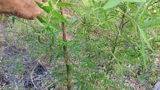 Bamboo growing a foot per day.