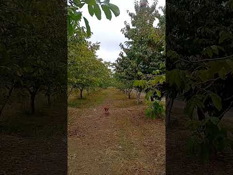 Pareditas San Carlos Mendoza Argentina
