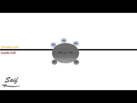 Na/K ATPase