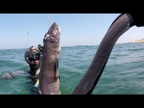 Amazing Fastest Catching Giant Sea Eel You Need To See - Processing Giant Eel Sea