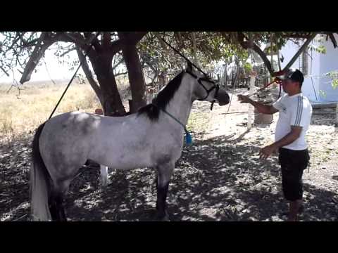 mi caballo   el sabado 26 de marzo del 2011 antes de la carrera