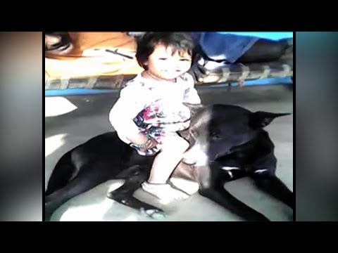 Funny babies annoying dogs - Cute dog & baby suhani  SEG 2