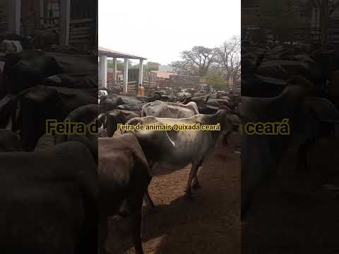 feira de animais de Quixadá ceará