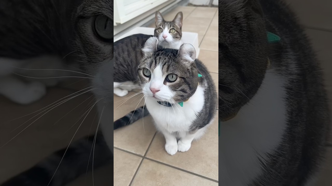 カラスを狩ろうとしてびびってる猫🐦‍⬛  #birdwatching