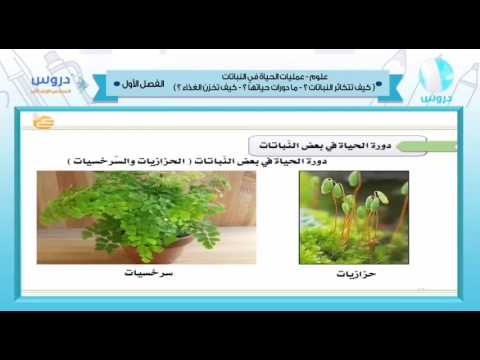 السادس الابتدائي | الفصل الدراسي الأول 1438 | علوم | عمليات الحياة في النباتات 2