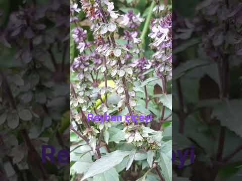 Reyhan çiçəklərinin ətri, bal arılarını özünə cəlb edir.