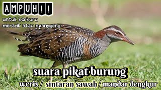 Download lagu suara pikat burung sintaran sawah / weris /mandar dengkur ampuh mp3 Download lagu suara pikat burung sintaran sawah / weris /mandar dengkur ampuh mp3