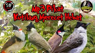 Download lagu Suara Pikat Burung Kutilang Nyerecet Hebat mp3