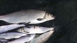 Рыбалка в челябинской рипус сиг